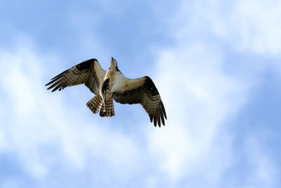 Low angle view of eagle flying against sky