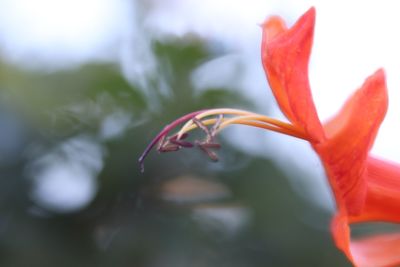 Close-up of red flowering plant