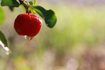 Close-up of strawberry hanging on plant