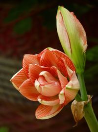 Close-up of day lily blooming outdoors