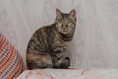 Domestic cat with big green eyes sits on the bed