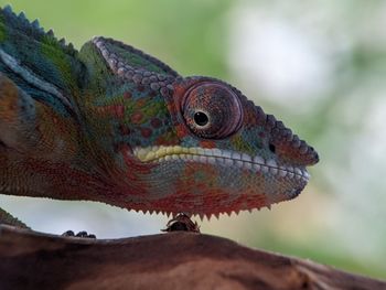 Iguana Reptile