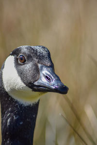 Close-up of a bird looking away