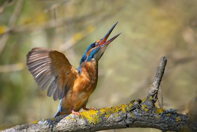 Close-up of bird perching on branch