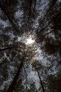Low angle view of trees against sky