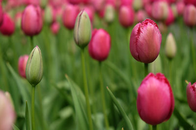 Close-up of pink tulips