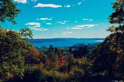 Trees in forest against sky during autumn