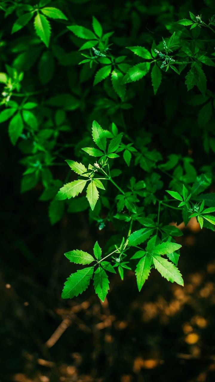 plant part, leaf, green color, plant, growth, beauty in nature, nature, close-up, day, no people, outdoors, selective focus, freshness, focus on foreground, high angle view, vulnerability, fragility, land, tranquility, tree, leaves