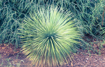 Close-up of plant on field