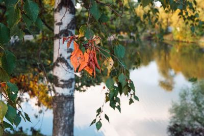 Low angle view of maple leaves on tree during autumn