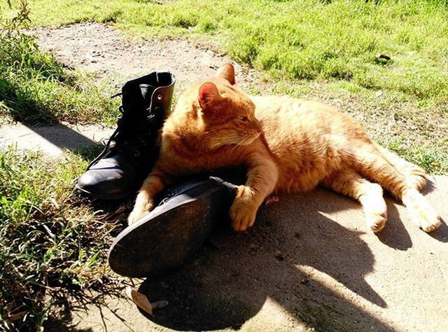 animal themes, domestic animals, mammal, one animal, pets, grass, relaxation, lying down, resting, field, feline, domestic cat, high angle view, relaxing, sunlight, sleeping, cat, day, no people, full length