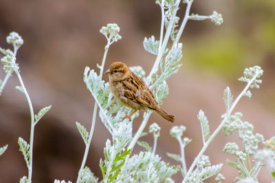 Close-up of bird perching on wall