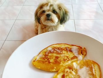 Close-up of dog in plate