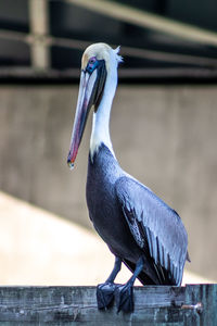 Bird perching on railing