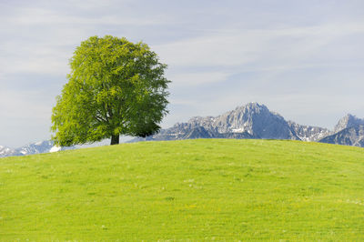 Tree on field against sky