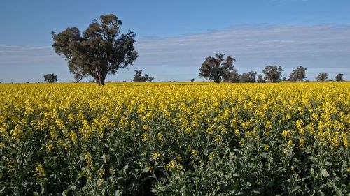 Scenic view of oilseed rape field against sky