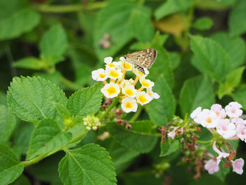 Close-up of butterfly on plant