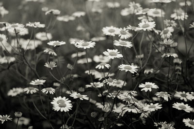 Close-up of flowering plants on field