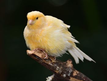 Close-up of bird perching on branch