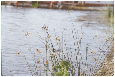 Close-up of plants against water