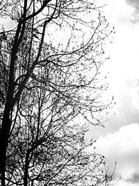 Low angle view of bare trees against sky