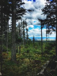 Trees in forest against cloudy sky