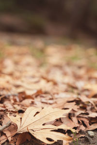 Close-up of dry maple leaves on road