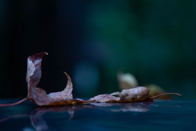 Close-up of dried leaves on water