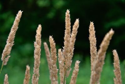 Close-up of stalks in field