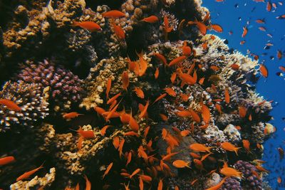 Close-up of coral in sea