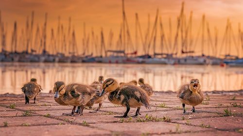 Flock of birds in lake during sunset