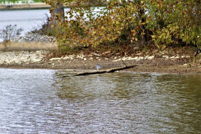 View of birds in river