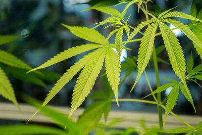 Close-up of fresh green plant in field