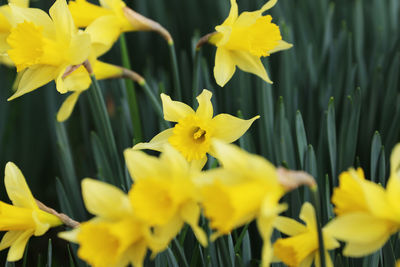 Close-up of yellow daffodil flowers