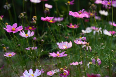 Close-up of pink flowering plants on field