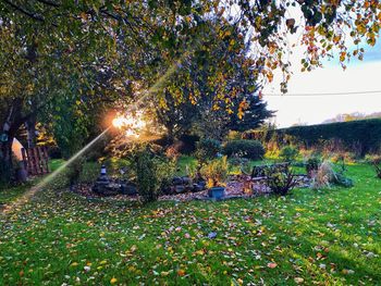 Sunlight falling on plants on field
