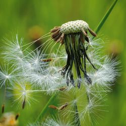 Close-up of wilted dandelion