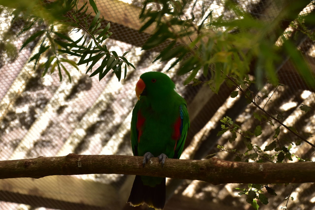 LOW ANGLE VIEW OF BIRD PERCHING ON TREE
