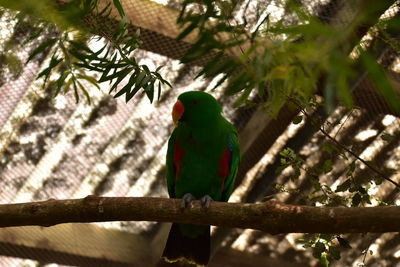 Low angle view of parrot perching on tree