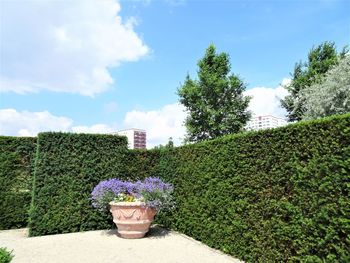 Potted plants in garden against sky