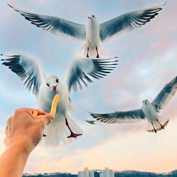 Low angle view of seagulls flying against sky