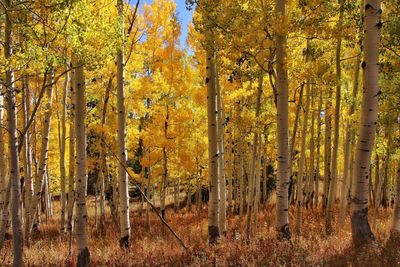 Close-up of autumn trees in forest