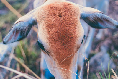 Close-up of cow