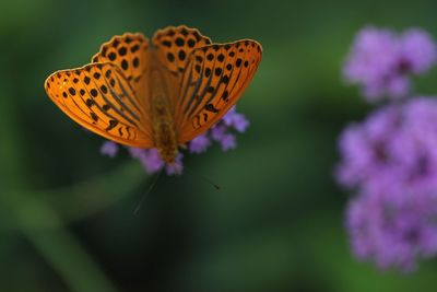 A beautiful butterfly on the flower 