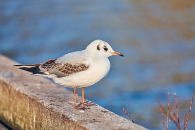 Seagull walking along shore next to sea on sunny summer day. close up view of gull, blue background