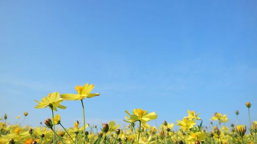 Yellow flowering plants on field against clear blue sky