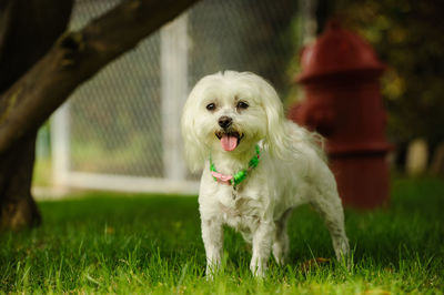 Portrait of dog standing on grassy field