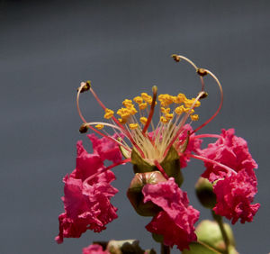 Close-up of pink flowers