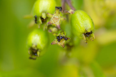 Close-up of insect on plant