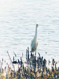 Bird perching on a lake